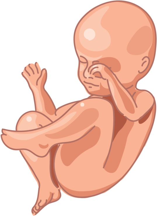 Image Of A Fetus At 28 Weeks Of Development - Fetus (862x859), Png Download