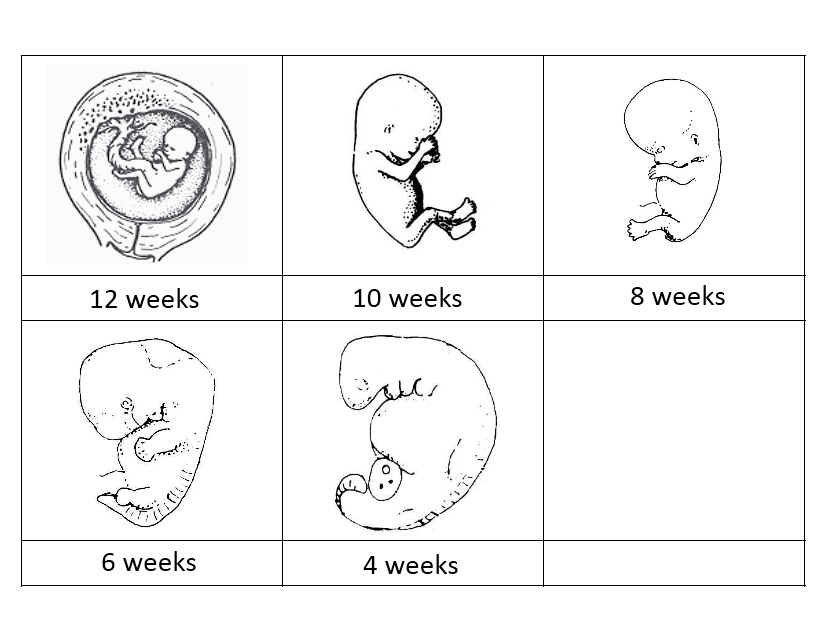 Baby In Tummy - Science (819x634), Png Download