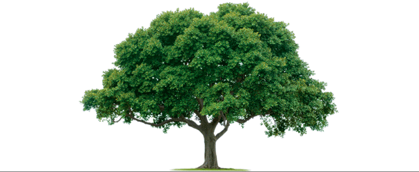 Tyson's Tree Service Equipment - Transparent Tree With Swing (607x250), Png Download