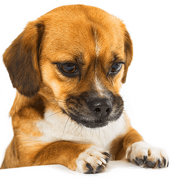 Commitment To Safety - Pet Food Transparent (350x358), Png Download
