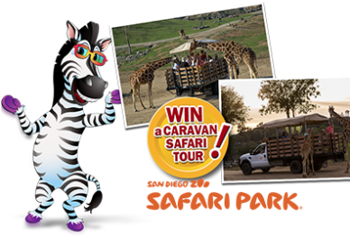 Learn, Snack & Win With Little Debbie And The San Diegozoo - San Diego Zoo Safari Park (387x336), Png Download