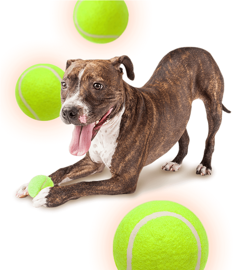 Skip To Content - Space Dog Transparent Background (790x890), Png Download