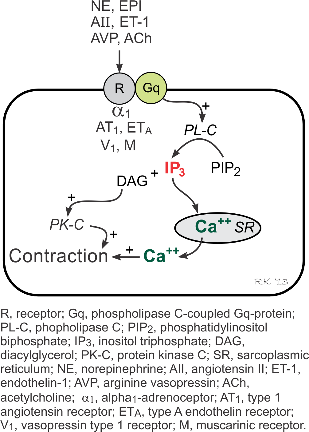 Vascular Gq-protein Linked Inositol Triphosphate Pathway - Inositol Trisphosphate (1062x1461), Png Download