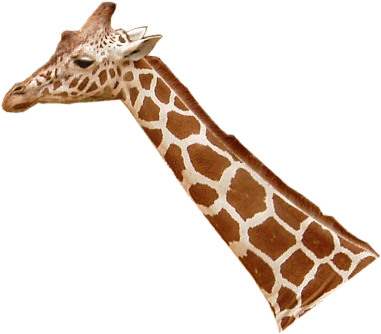 File - Giraffenhals - Deep Throat Giraffe Shirt (837x699), Png Download
