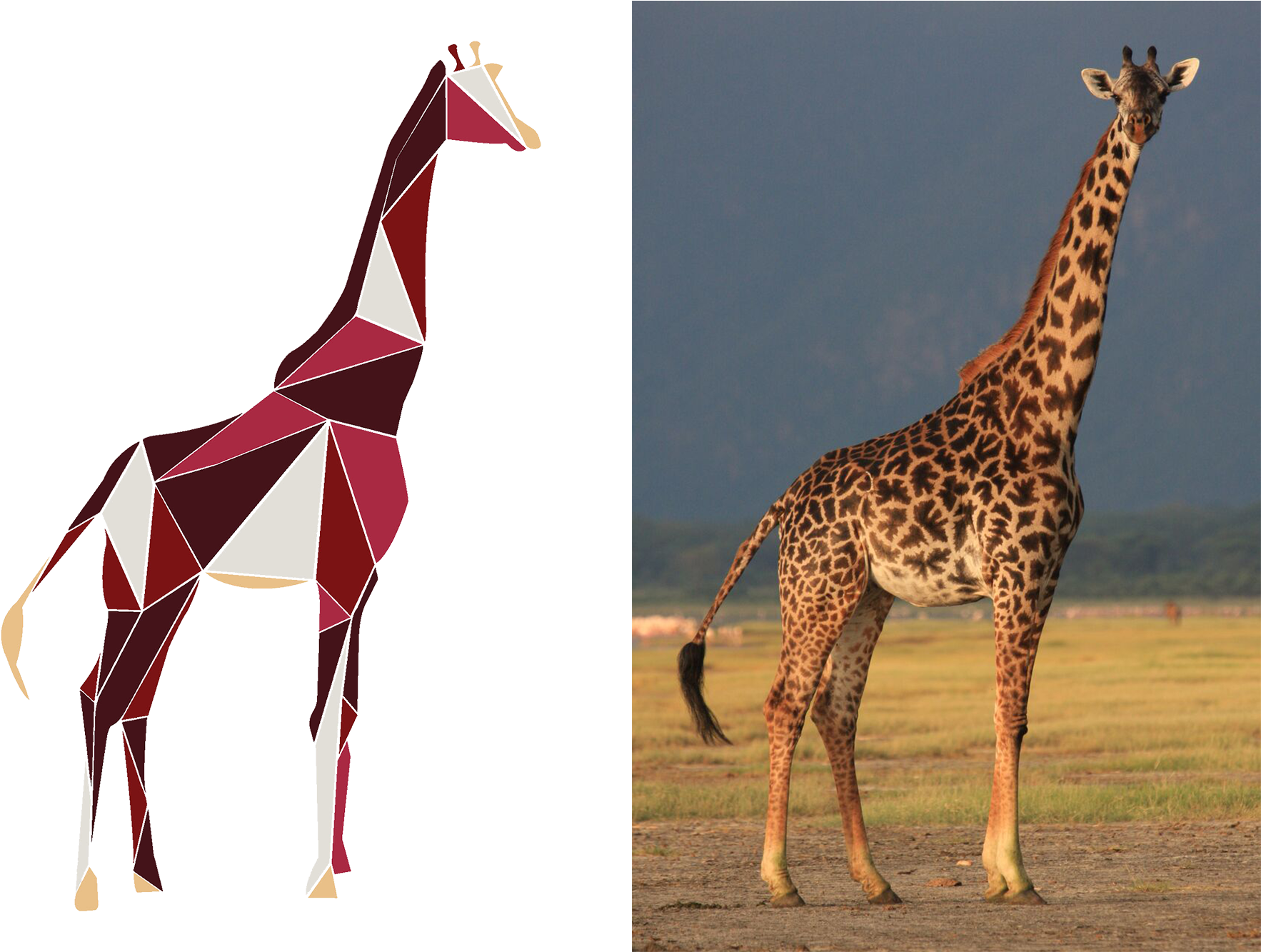 Our Mission And Our Love For The Most Majestic Animals - Giraffe (1970x1333), Png Download