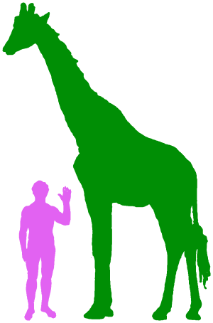 A Human Compared To A Giraffe , Via Big-animals - 15 Feet Tall Comparison (300x454), Png Download