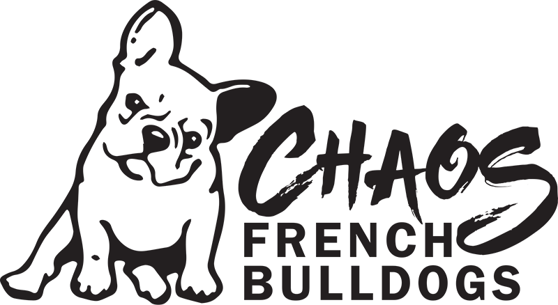 Chaos French Bulldogs - Love My Frenchie Mug - French Bulldog Lover Gift (800x438), Png Download