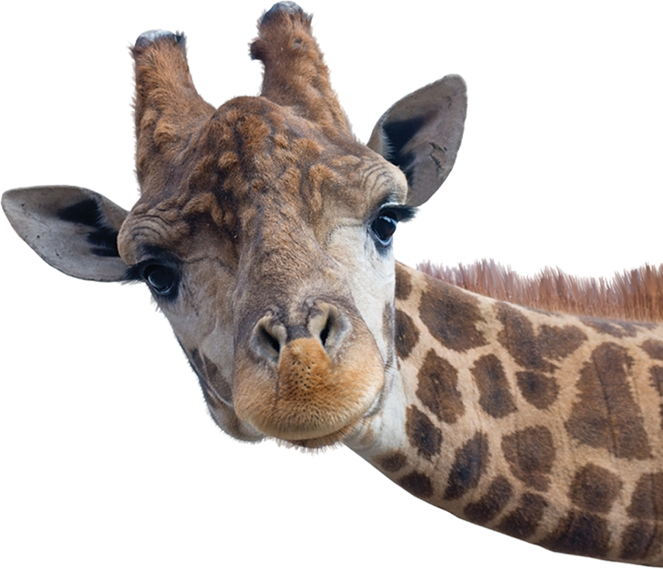Giraffe Head - Safari Animals With White Background (1029x841), Png Download