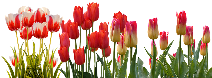 Spring Parade Of Tulips - Goodlck Message To Friend (854x340), Png Download
