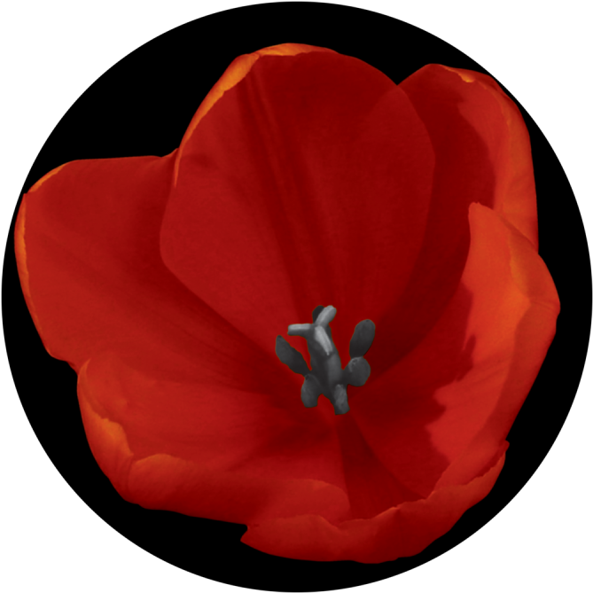 Red Tulip - Corn Poppy (800x800), Png Download