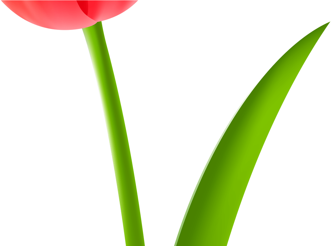 Red Tulip Transparent Clip Art Image Gallery Yopriceville - Tulip (1368x855), Png Download