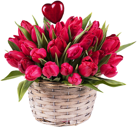 Red Tulips - Tulip (480x480), Png Download