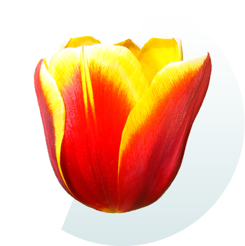 Tulip Crush Free Match 3 Game App - Ottawa (357x358), Png Download