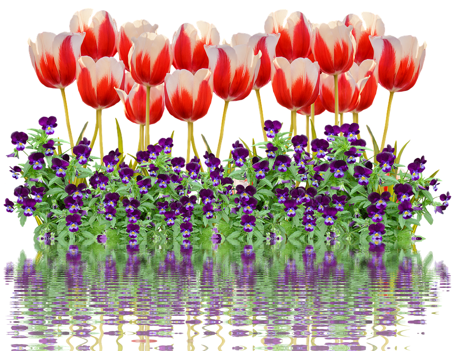 Tulips, Spring, Nature, Flower, Flowers, Red, Colorful - Cafepress Samsung Galaxy S8 Plus Case (960x717), Png Download