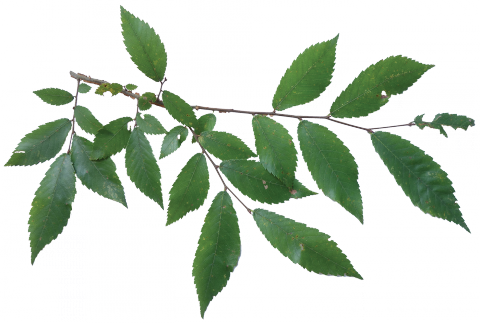 Winged Elm (480x323), Png Download