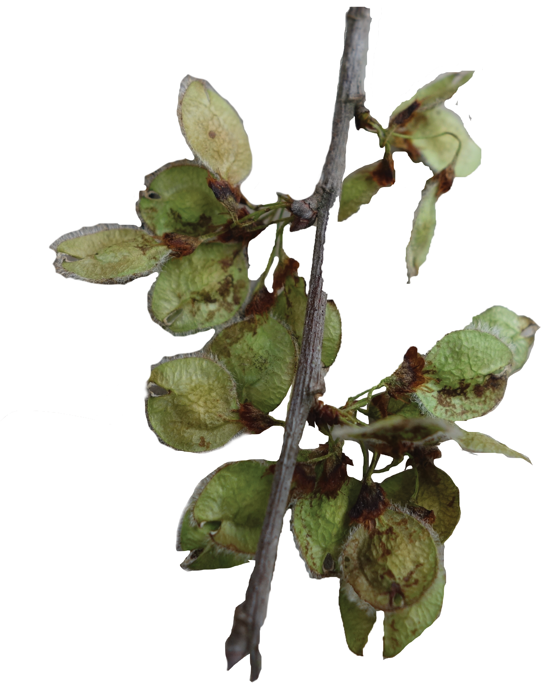 Leaf Type - Bud (2352x2814), Png Download