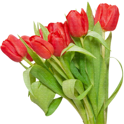 Minou Red Tulips Tulipes Rouge Tulipani Rossi Röda - Красные Тюльпаны Пнг (400x400), Png Download