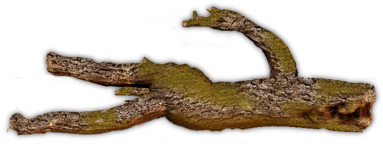 44 Decaying Log5 06 Feb 2009 - Fallen Tree Trunk Png (790x321), Png Download