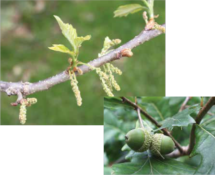 Male Catkins Of A Swamp White Oak - White Oak Trees Seeds (427x348), Png Download