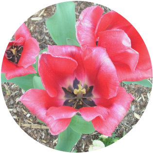 Red Tulips Round Mousepad - Artificial Flower (500x500), Png Download