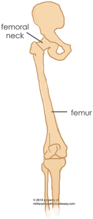 Parent Directory - Femur (316x729), Png Download