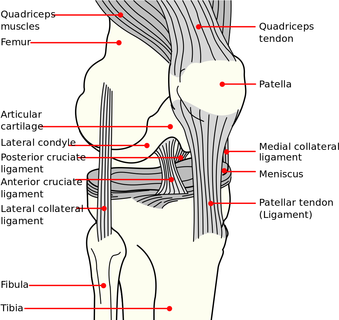 Knee Diagram - Ligaments Of Knee Joint (1124x1024), Png Download