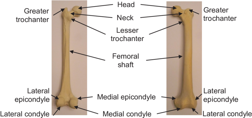 Posterior View, (b) Anterior View - Femur Anatomy Anterior And Posterior Views (850x381), Png Download