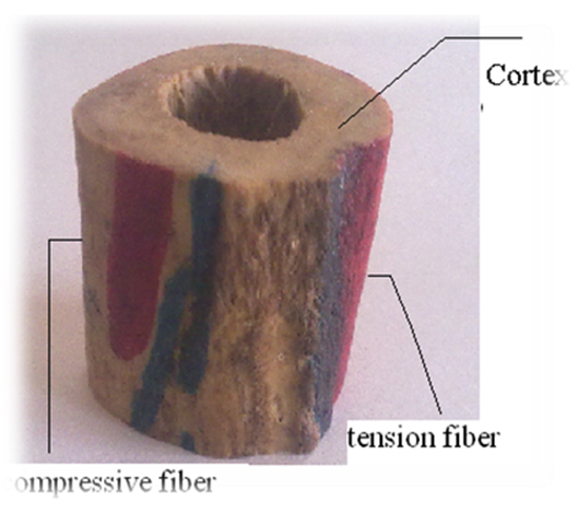 The Rockwell 'c' Test Has Been Conducted On Three Major - Mechanical Load Of Femur (529x468), Png Download