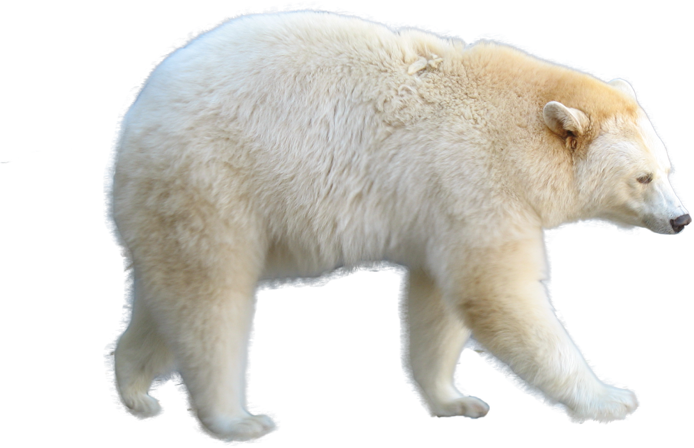 [recurso] Render De Urso - Matrizes, Determinantes E Equaçoes Lineares: Fundamentos (1600x1200), Png Download