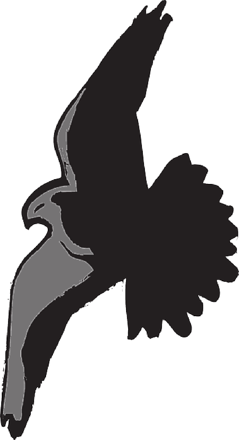 Mb Image/png - Sombra Do Passaro (800x1471), Png Download