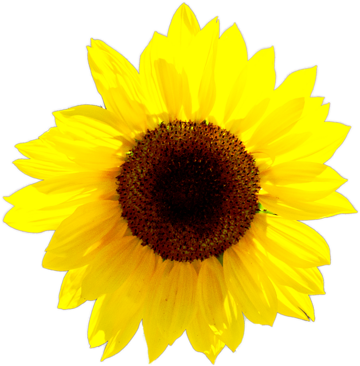 Calendar Girls Logo Pink Hr Just Sunflower - Logo (3000x2100), Png Download