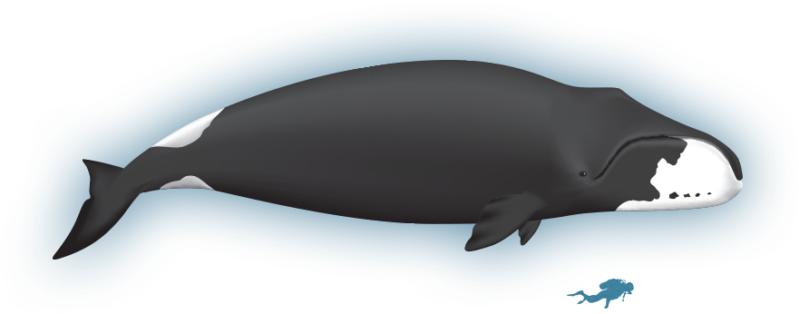 Wiki - Bowhead Whale - Bowhead Whale Lifespan (900x425), Png Download