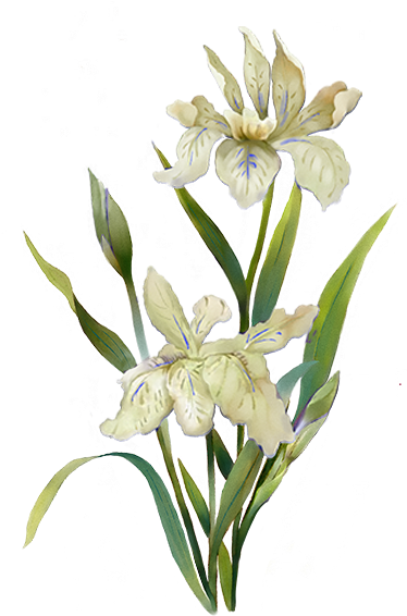 Menu White Flower - Plants Watercolor (600x600), Png Download