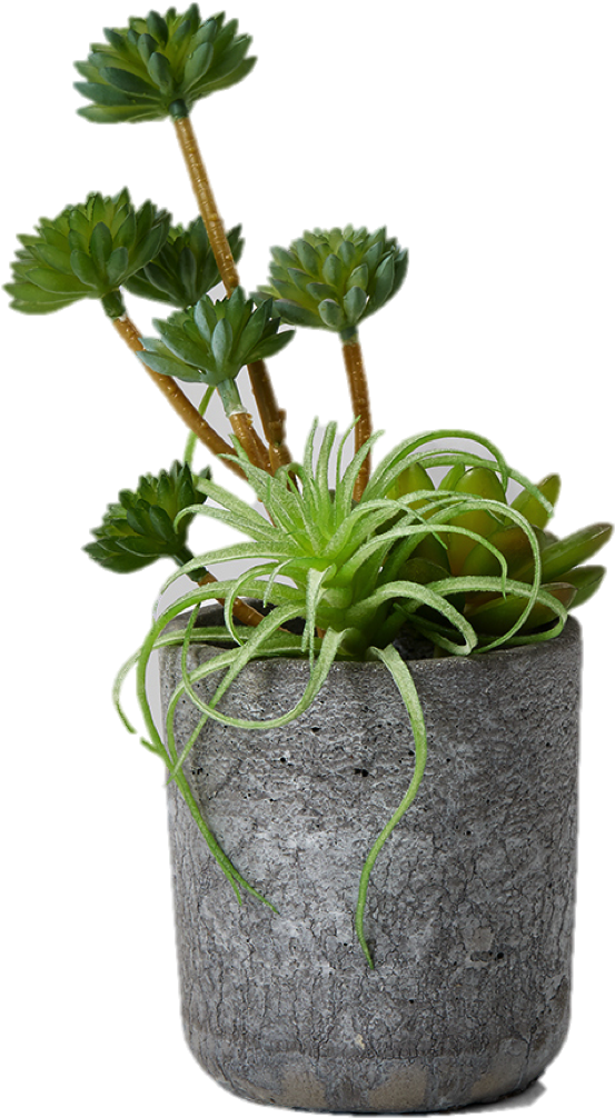 More Views - Echeveria (975x1330), Png Download