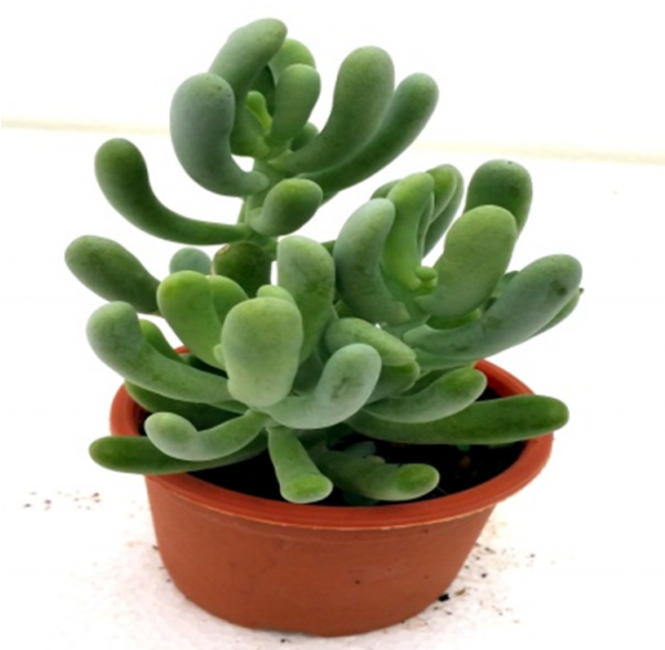 Sedum Allantoides Succulent Plant - Sedum Allantoides (600x770), Png Download
