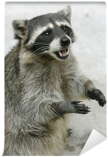 Procyon (400x400), Png Download