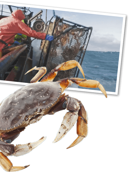 Dungeness Crab Photo - Crab (542x720), Png Download
