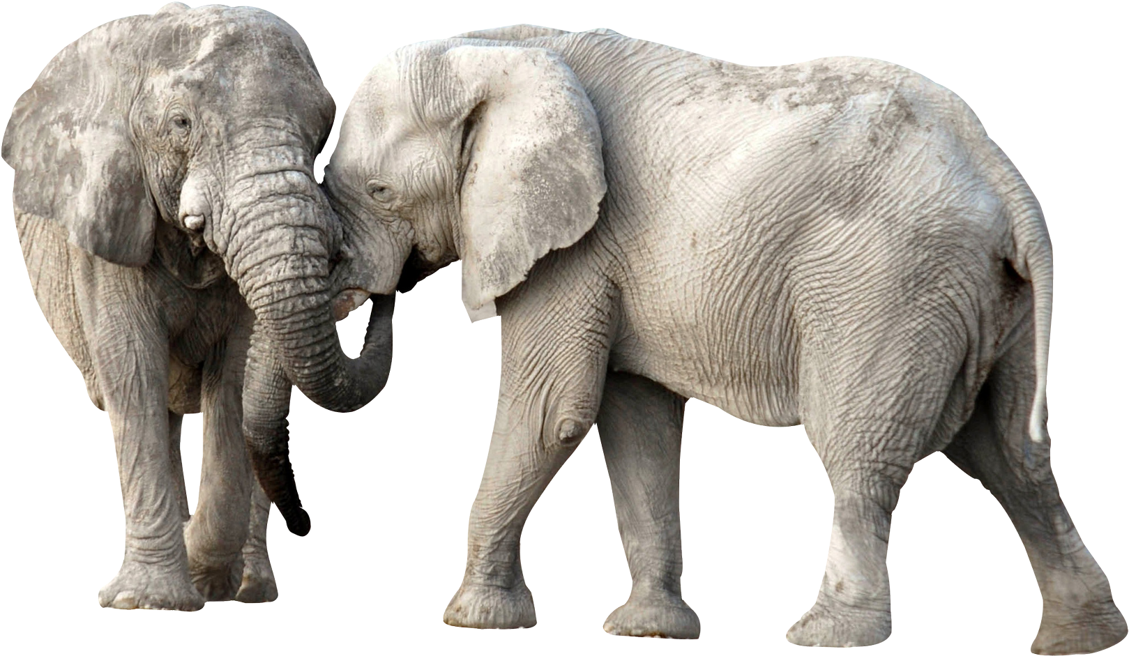 Elephant Fight Png Image - Elephant Png (1874x1118), Png Download
