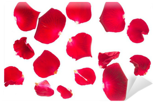 Petal (400x400), Png Download