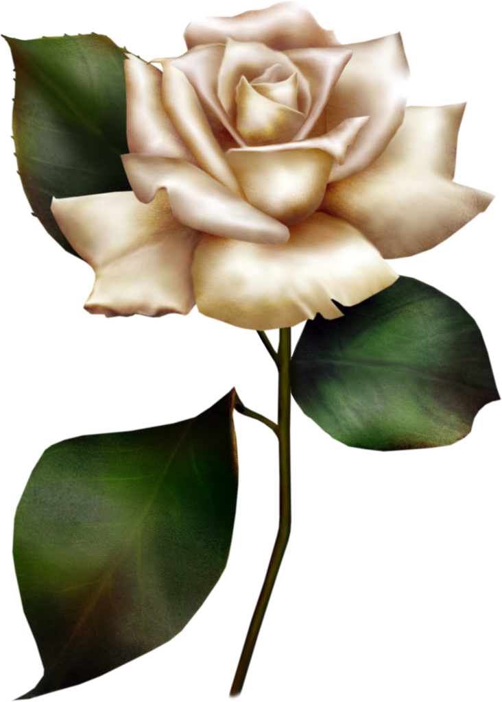 White Rose Clipart (732x1024), Png Download