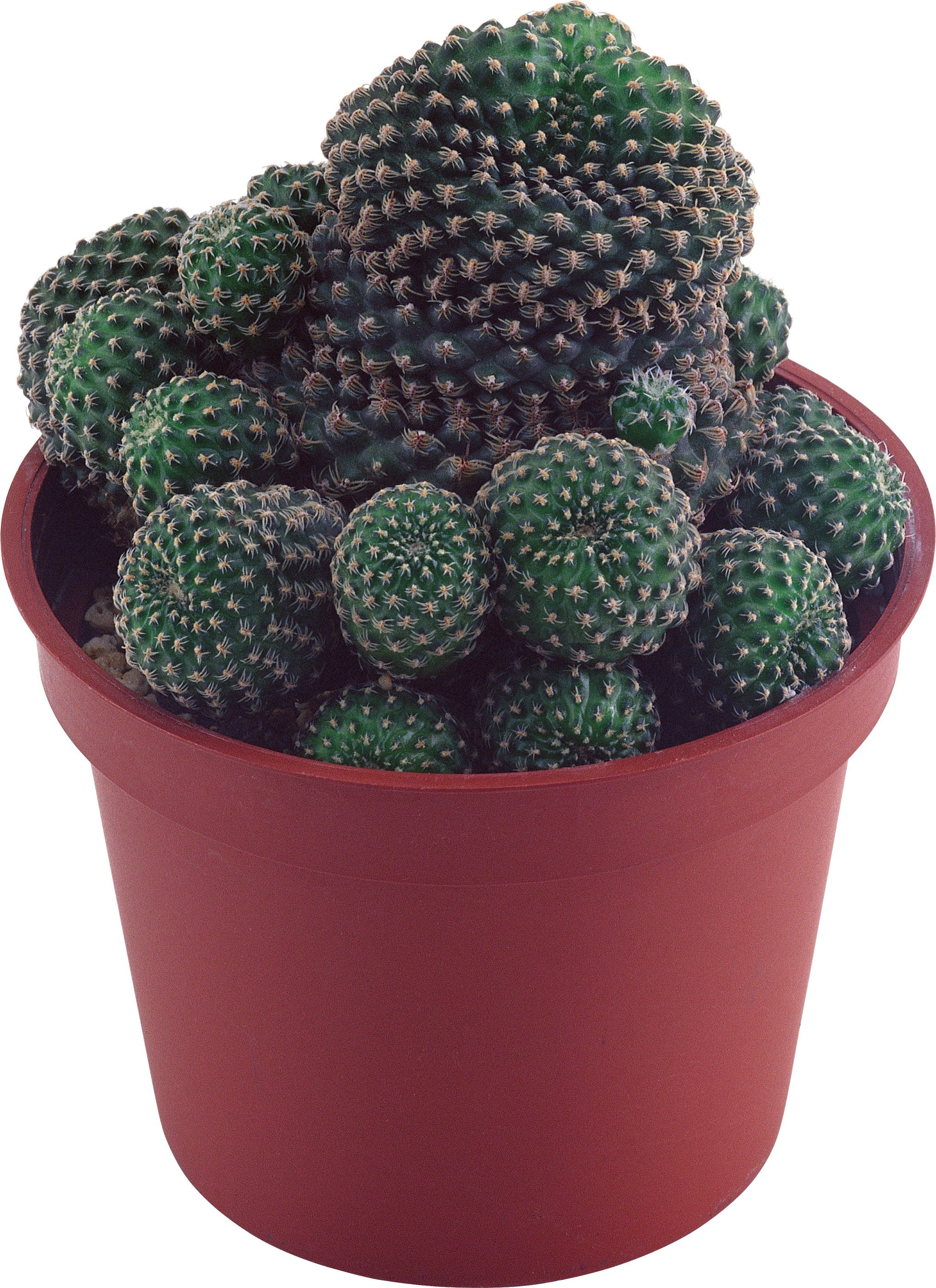 Free Png Cactus Png Images Transparent - Transparent Background Succulent Plant Png (480x661), Png Download
