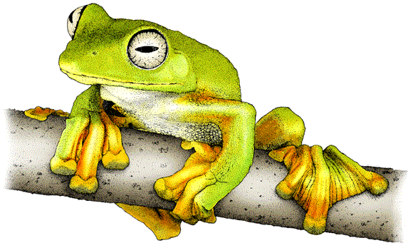 Wallaces Flying Frog Decal - Gliding Frogs Of The Asian Rainforests Wall Clock (580x348), Png Download