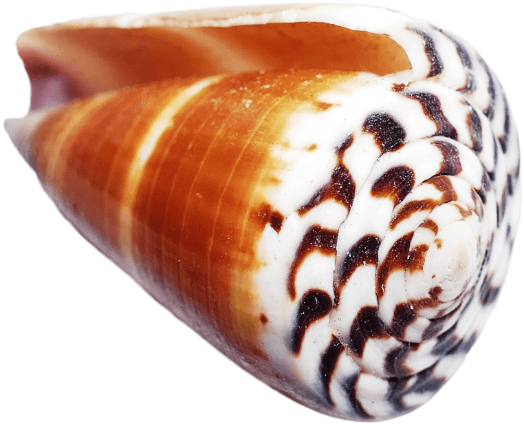 Free Png Ocean Sea Shell Png Images Transparent - Portable Network Graphics (850x694), Png Download