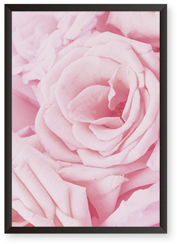 Pink Rose Petals - Hybrid Tea Rose (600x600), Png Download