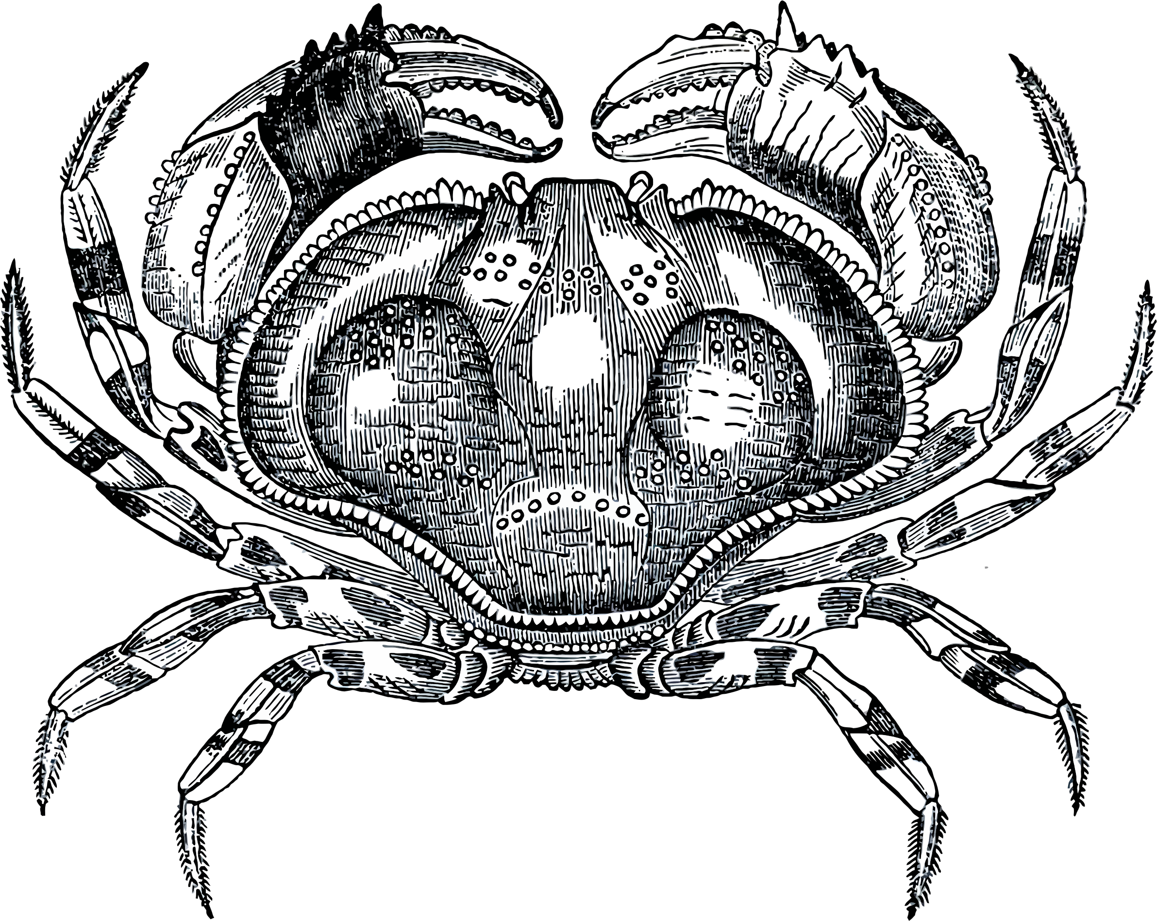 This Free Icons Png Design Of Grayscale Crab (2383x1897), Png Download