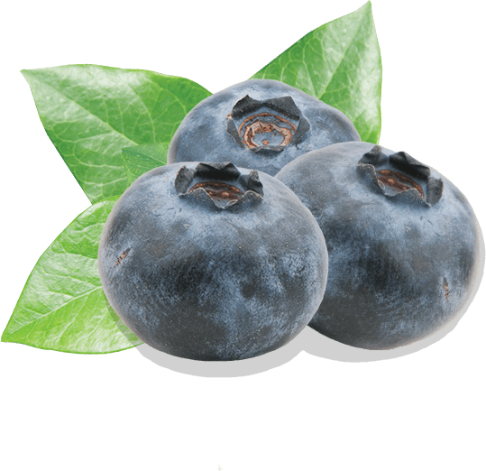 Blueberry - Blåbær Png (539x522), Png Download