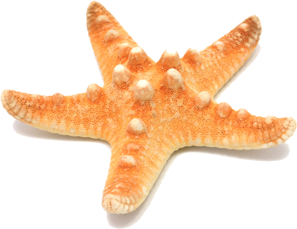 Source - - Star Fishes Png (597x470), Png Download