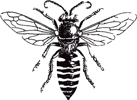 Horsecreek Honey Png Transparent Download - Honey Bee Black And White (500x500), Png Download