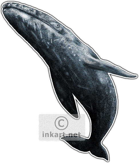 Gray Whale Decal - California State Animals Postcards (package Of 8) (485x570), Png Download