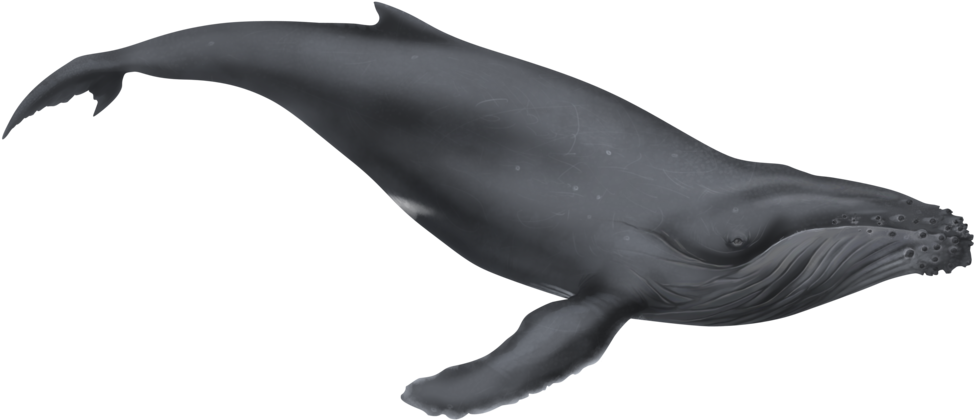 Png Black And White Illustration By Dio On Deviantart - Whale Png (1024x494), Png Download